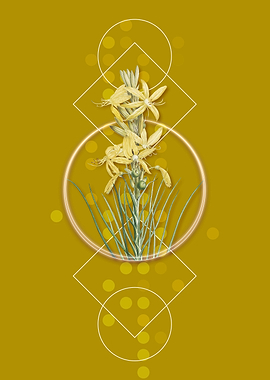 Vintage Yellow Asphodel