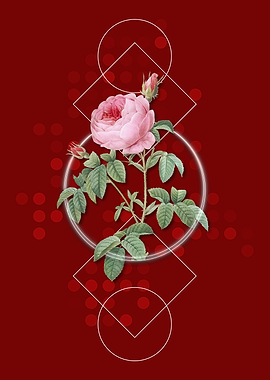 Vintage Provence Rose