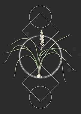 Lachenalia Angustifolia