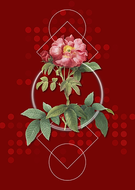 Vintage Red Provence Rose