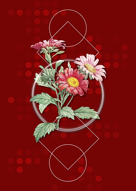 Vintage Red Aster Flowers