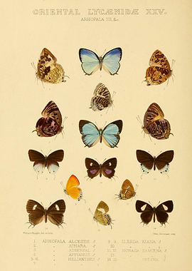 ORIENTAL LYCAENIDAE