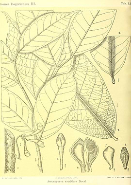 Anaxagorea ramiflora