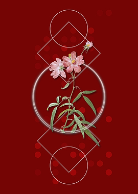 Vintage Peach Leaved Rose