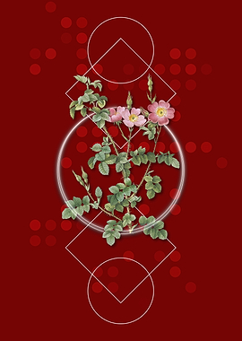 Prickly Sweetbriar Rose