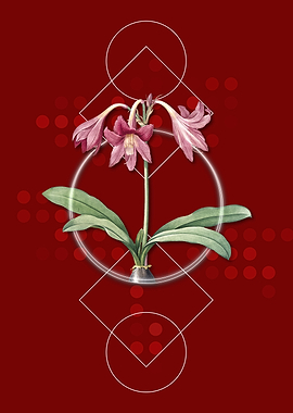 Netted Veined Amaryllis