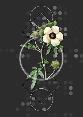 Vintage Venice Mallow