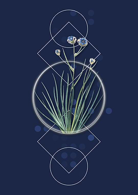 Vintage Blue Corn Lily