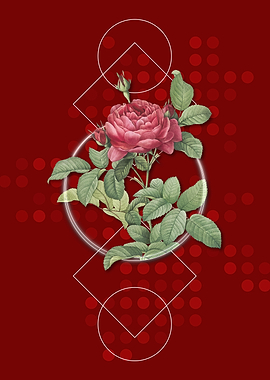 Vintage Red Gallic Rose