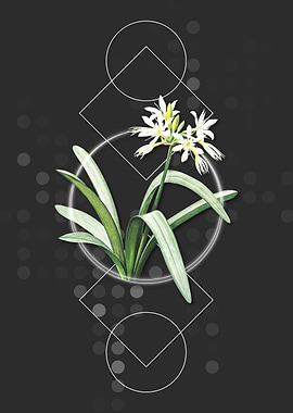 Pancratium Illyricum