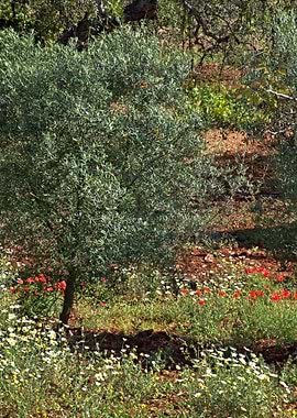 Olive Tree on a meadow