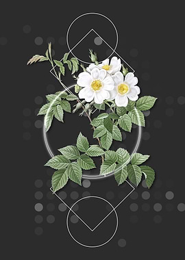 Vintage White Rosebush