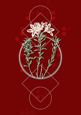 Vintage Lily of the Incas