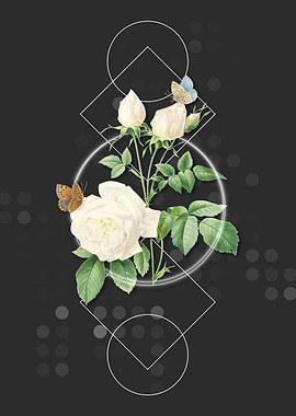 Vintage White Bengal Rose