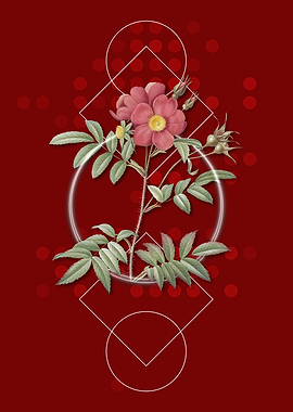 Rosa Redutea Glauca Flower