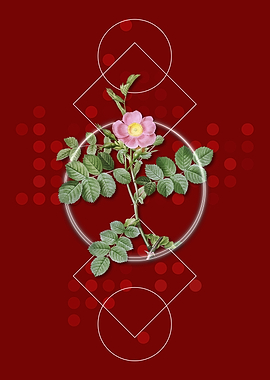 Pink Sweetbriar Rose