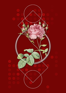 Retro Pink Cumberland Rose