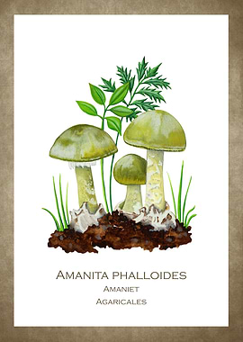 Green tuber amanita