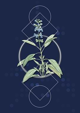 Vintage Sage Plant Flowers