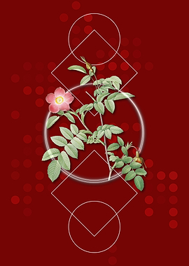 Vintage Pink Alpine Rose