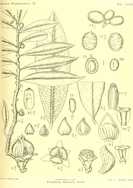 Polyalthia Littoralis