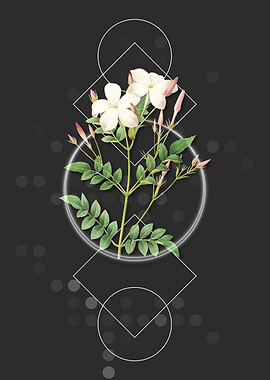 Vintage Spanish Jasmine