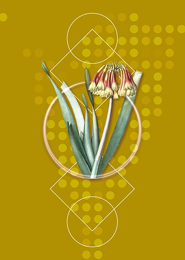 Vintage Knysna Lily Flower