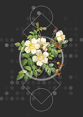 White Candolle Rose Flower