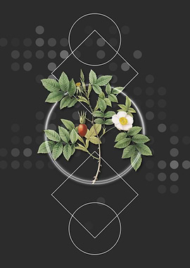 Vintage Mountain Rose