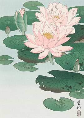 Shinhanga Water Lily