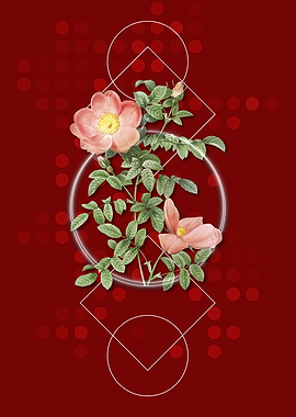 Red Sweetbriar Rose Flower