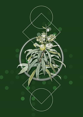 Vintage Pleomele Flower