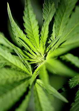 Weed leaves background