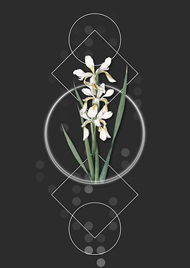 Vintage Yellow Banded Iris