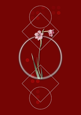 Vintage Sword Lily Flower