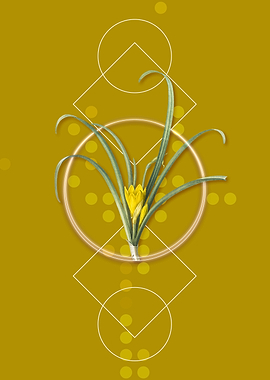 Yellow Autumn Crocus