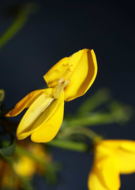 Yellow spartium flowering