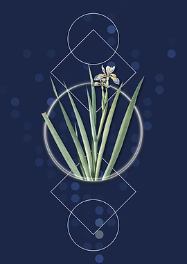 Vintage Stinking Iris