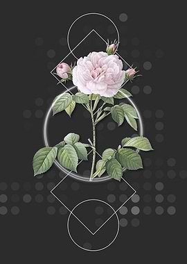 Vintage Rosa Alba Flower