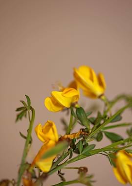 Spartium jenceum close up