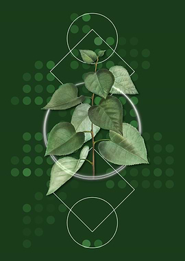 Vintage Quaking Aspen