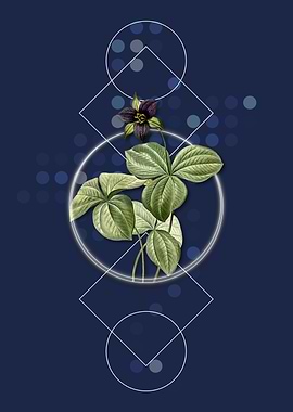 Trillium Rhomboideum