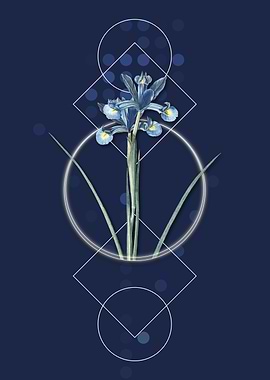 Vintage Spanish Iris