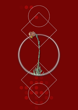 Scarlet Martagon Lily