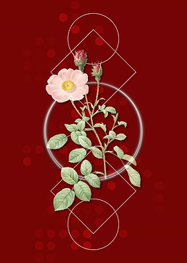 Vintage Sparkling Rose