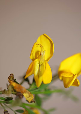 Spartium jenceum close up