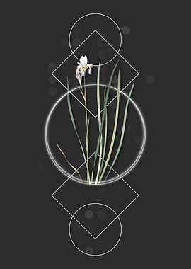 Vintage Siberian Iris