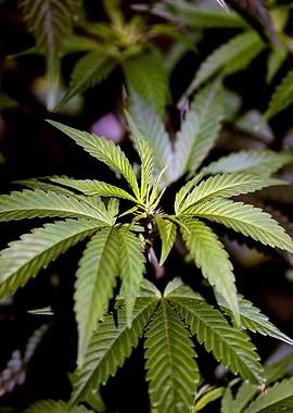 Cannabis indica close up