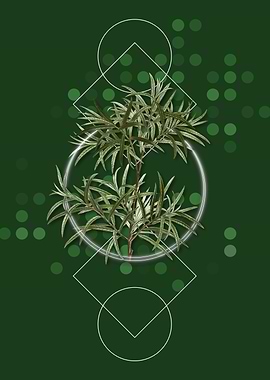 Geometric Bitter Willow