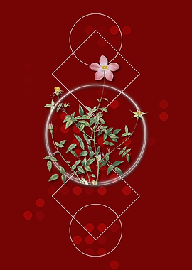 Single Dwarf Chinese Rose